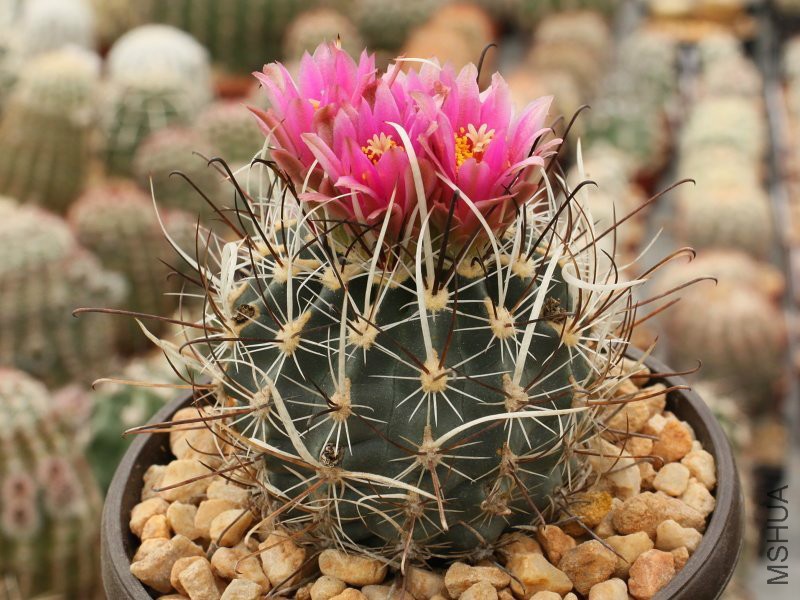 0q5cvsclerocactus-spinosior-sb-693-beaver-co-ut2.jpg