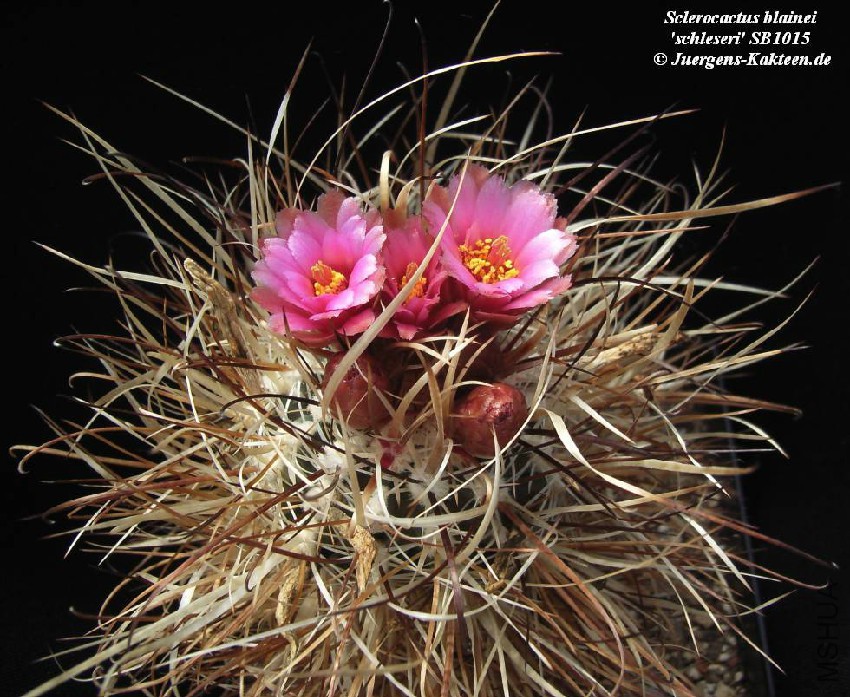 Sclerocactus Papyracanthus SB504.jpg