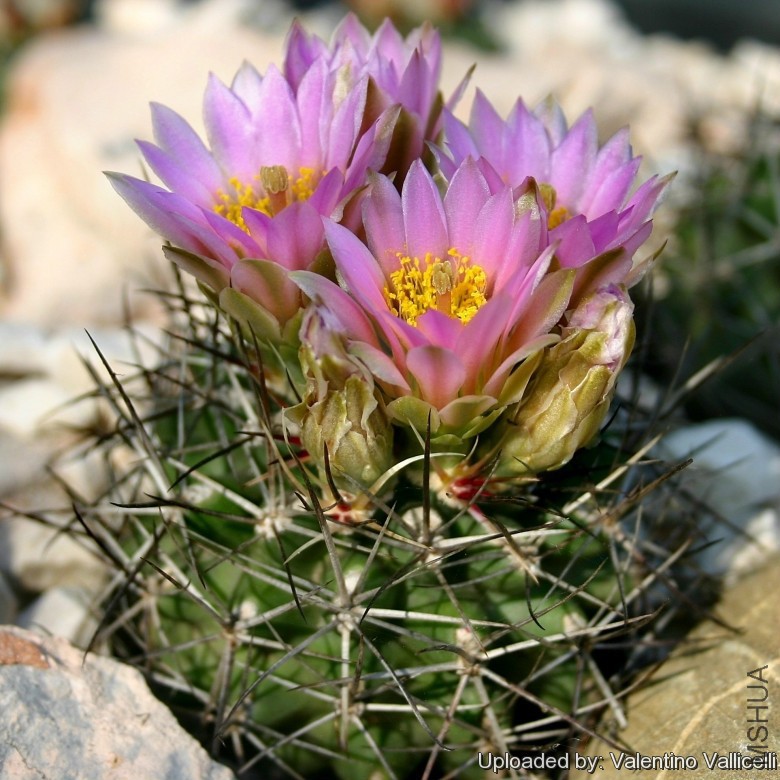 Sclerocactus_glaucus_''_Debeque_form_''_4616_l.jpg