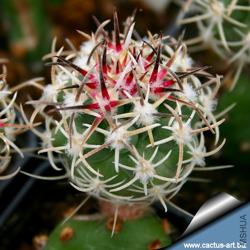 Sclerocactus_glaucus_SB1749_De_Beque_Colorado_810.jpg