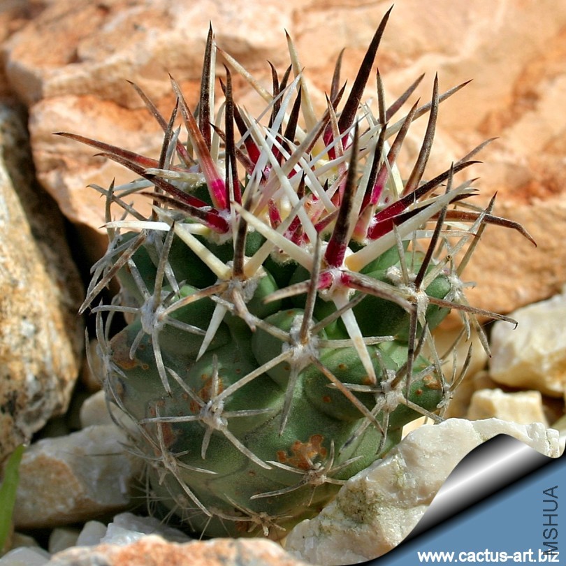 Sclerocactus_glaucus_SB1749_outdoor_810.jpg