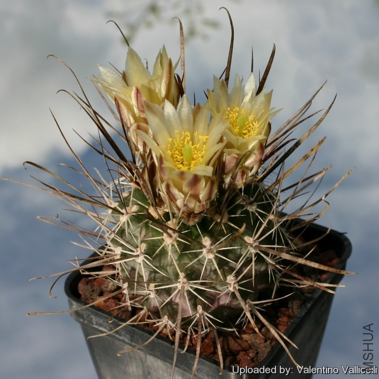Sclerocactus_hybrid_papyracanthus_x_parviflorus_10147_l.jpg