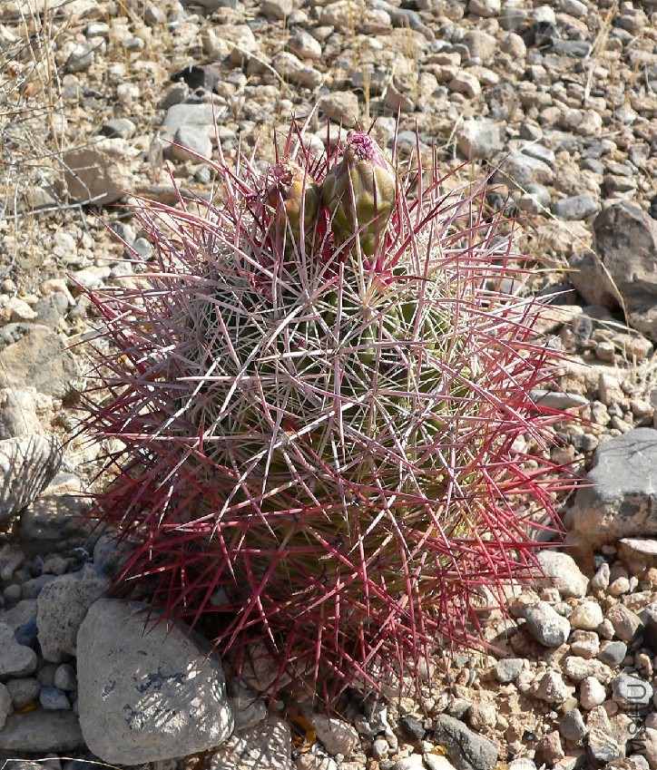 Sclerocactus_johnsonii_1.jpg
