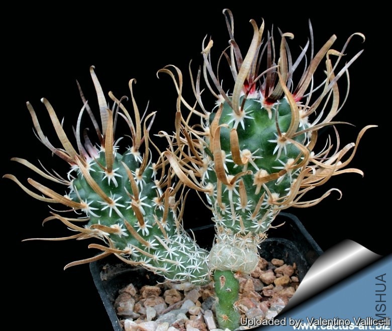 Sclerocactus_papyracanthus_cv__Curly_Spines_10153_l.jpg