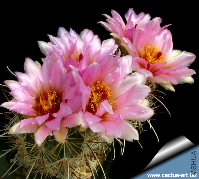 Sclerocactus_parviflorus_fl_810.jpg