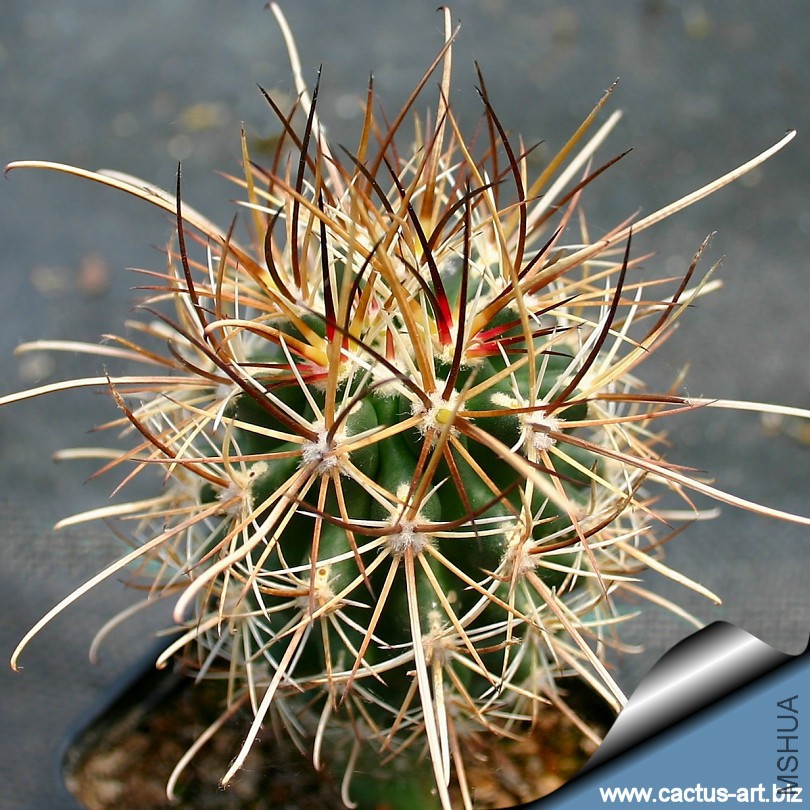Sclerocactus_parviflorus_RP108_810.jpg