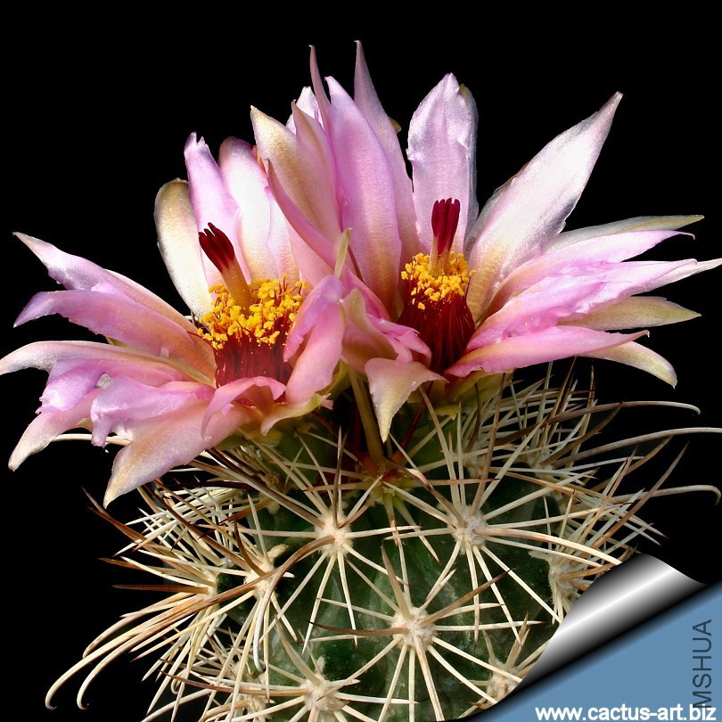 Sclerocactus_parviflorus_RP108_fl_810.jpg