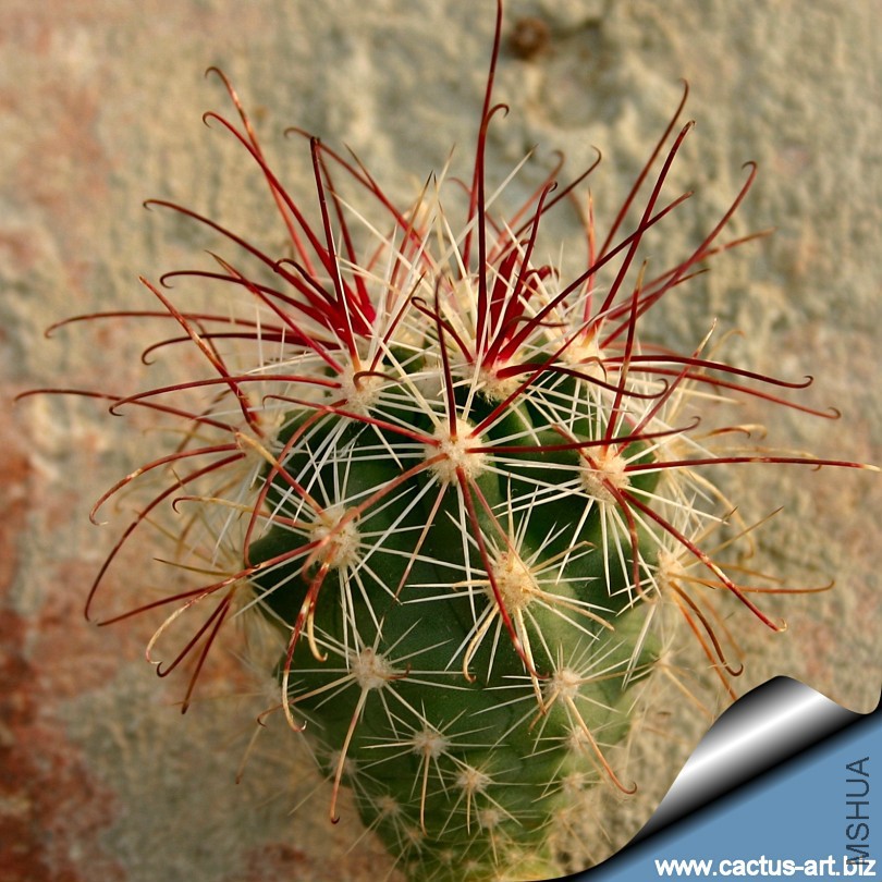 Sclerocactus_polyancistrus_810.jpg