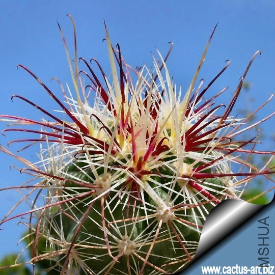 Sclerocactus_polyancistrus_s_Tonapah_NV_540.jpg