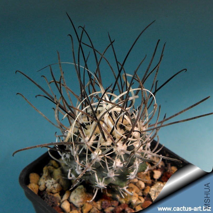 Sclerocactus_spinosior_blainei_SB1540_02_810.jpg