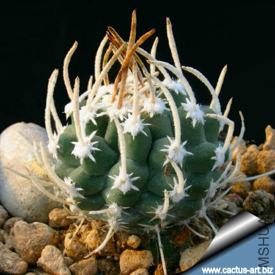 Sclerocactus_spinosior_ssp_blainei_SB1540_sp_540.jpg