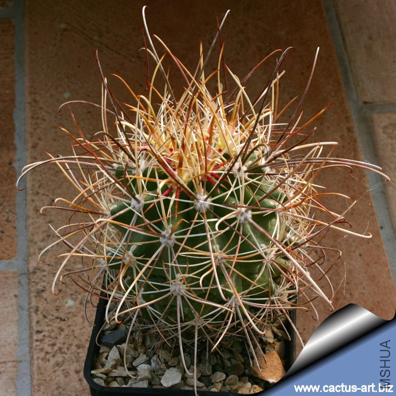 Sclerocactus_terrae-canyonae_01_810.jpg