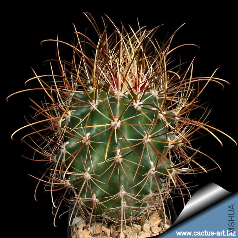 Sclerocactus_terrae-canyonae_LZ233_810.jpg