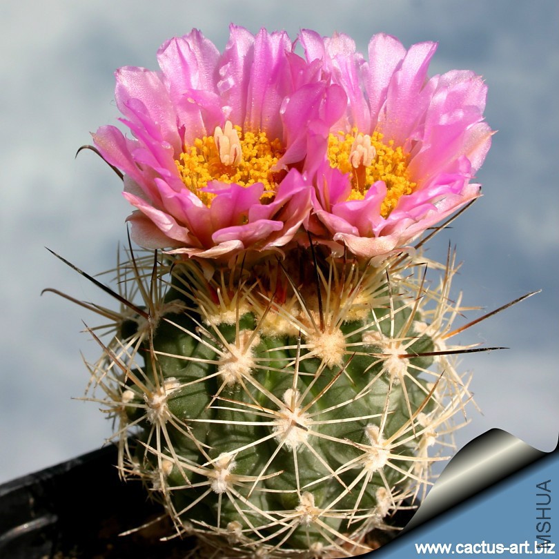 Sclerocactus_wetlandicus_810.jpg