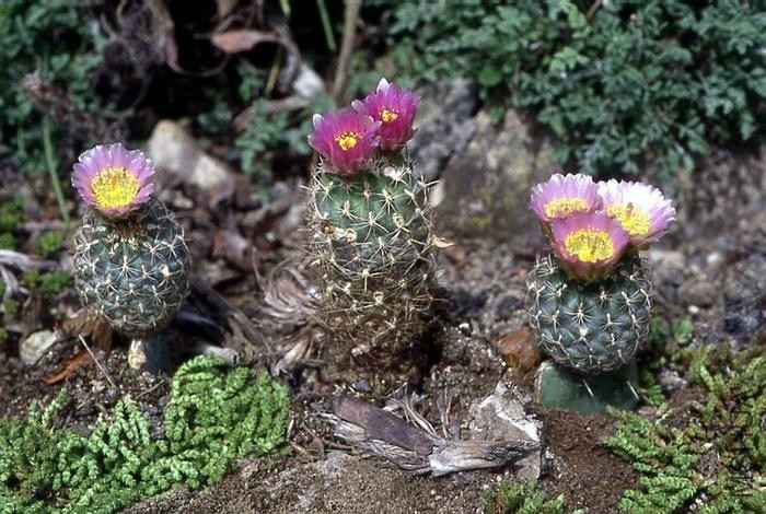 Sclerocactus_wetlandicus_ssp_ilseae_fh_0700_in_cultur_ABC.jpg