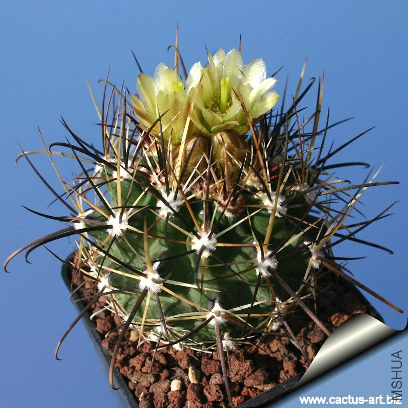 Sclerocactus_whipplei_SB471_810.jpg