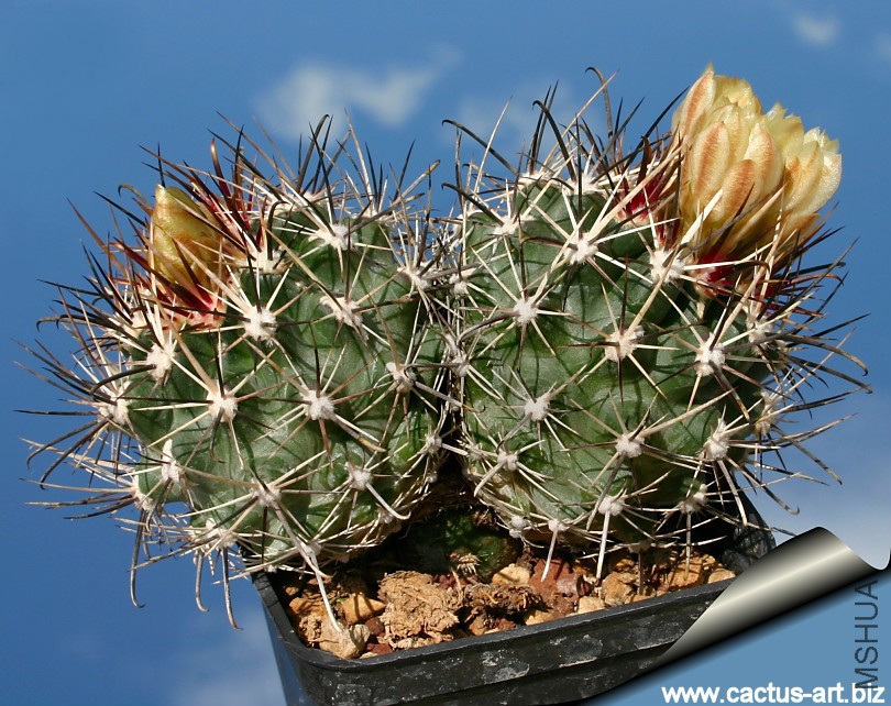 Sclerocactus_wipplei_2_810.jpg