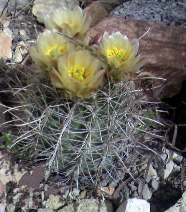 Sclerocactus_wrightiae.jpg