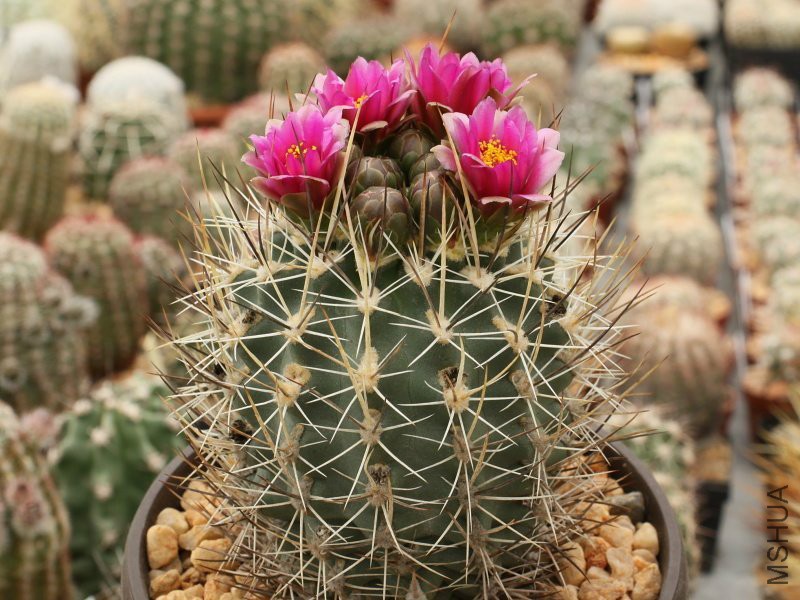 sclerocactus-cloveriae-ssp_-brackii-sb-1011-bloomfield-nm.jpg