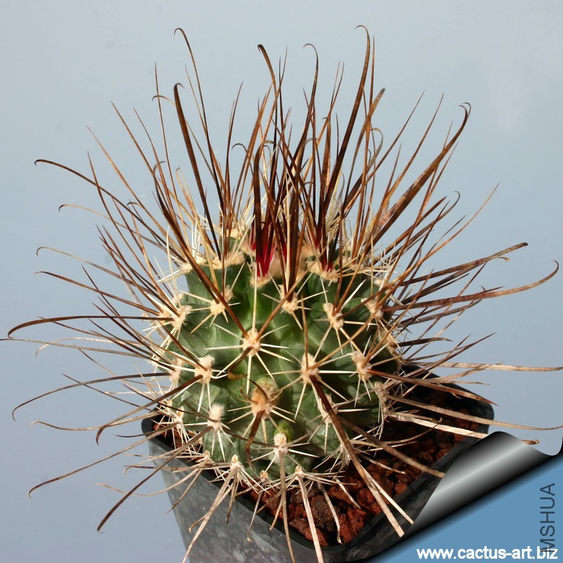 Toumeya_papyracantha_x_Sclerocactus_parviflorus.jpg