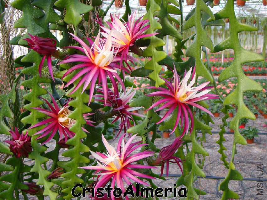 Selenicereus anthonyanus FLOR 3.jpg