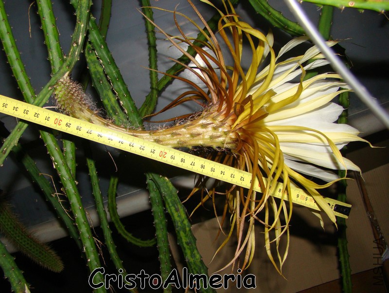 Selenicereus macdonaldiae Medidas 1.jpg