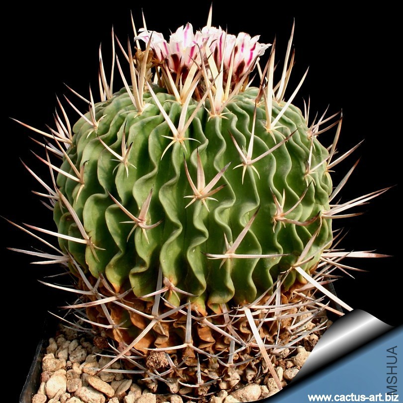 Echinofossulocactus_anfractuosus_810.jpg