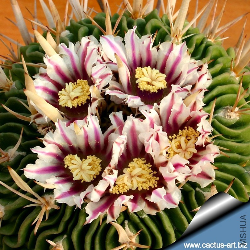 Echinofossulocactus_crispatus_fl_810.jpg
