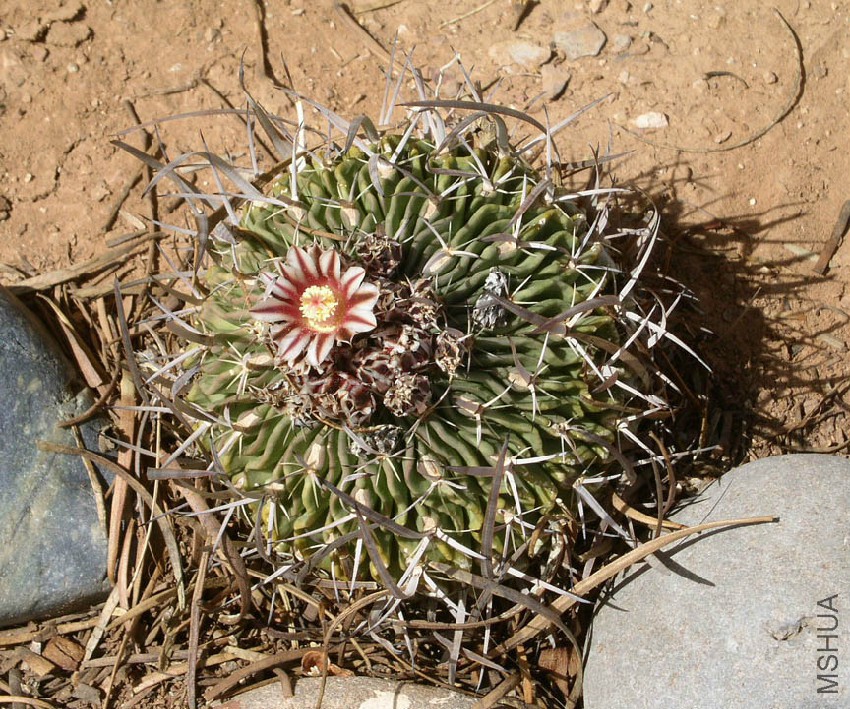 Stenocactus multicostatus.jpg