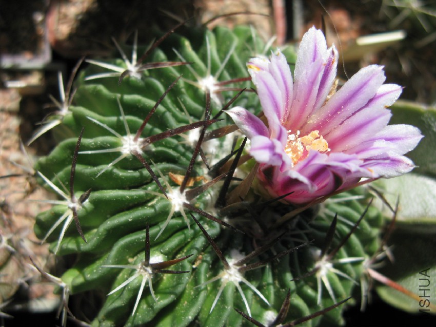 Stenocactus_arrigens_01.jpg