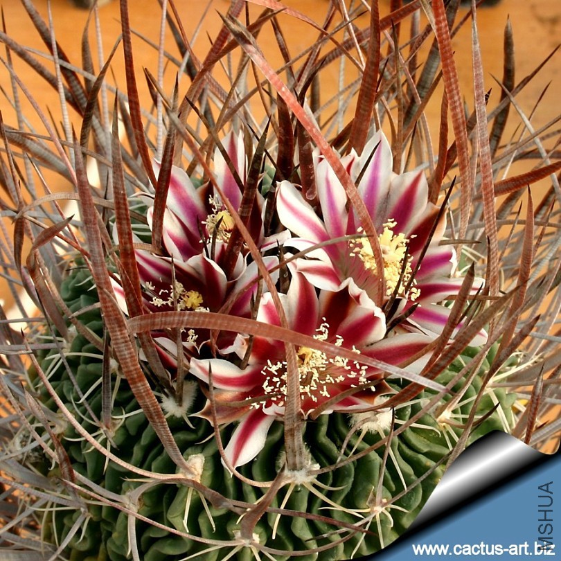 Stenocactus_lloydii_fl_810.jpg