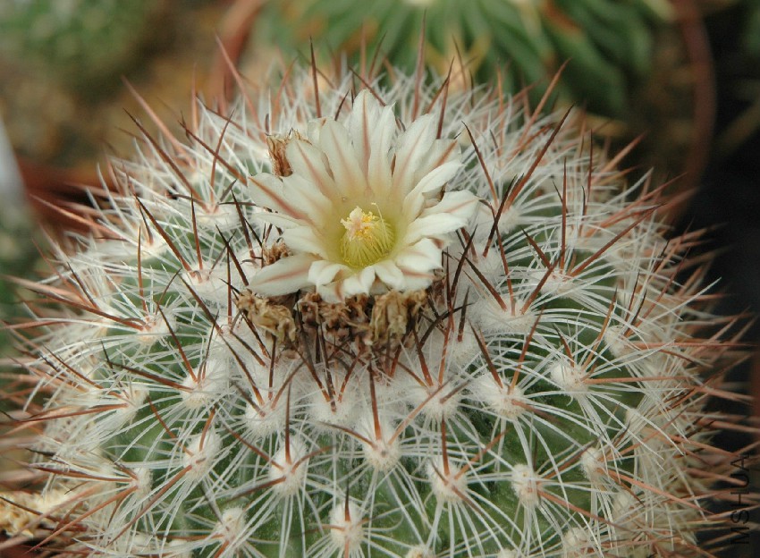 Stenocactus_lloydii_flower.jpg