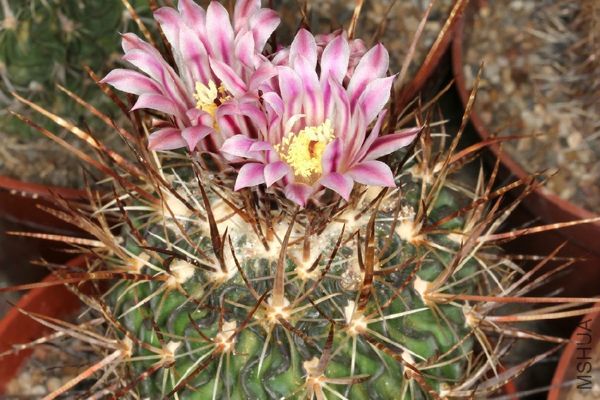Stenocactus_obvallatus_pm.jpg