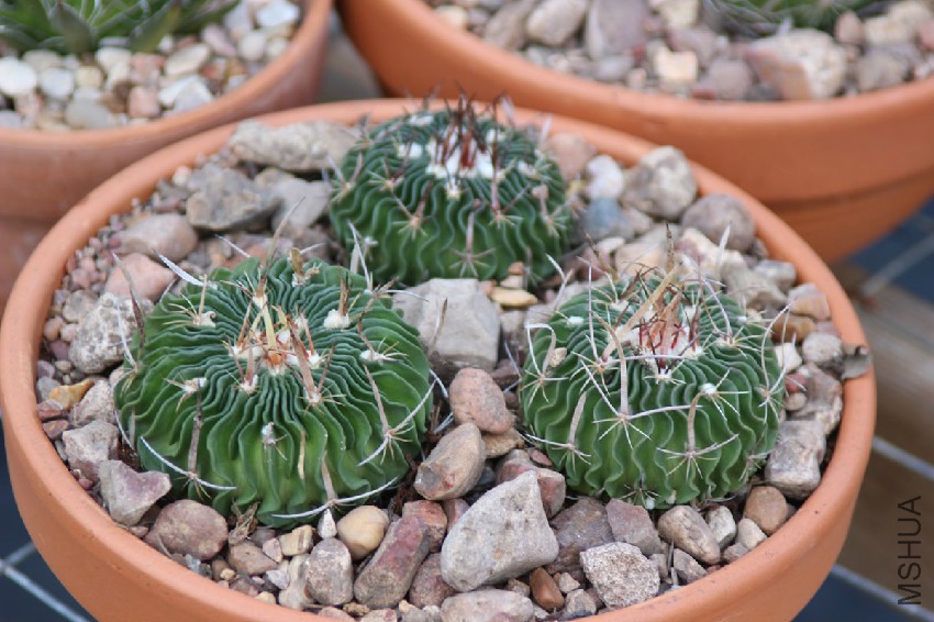 stenocactus_riodemayo_2682.jpg