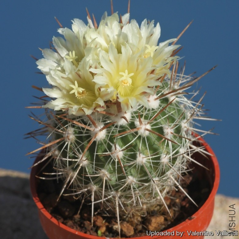Stenocactus_vaupelianus_17675_l.jpg