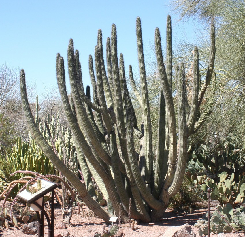 Stenocereus_thurberi_-_Desert_Botanical_Garden.jpg