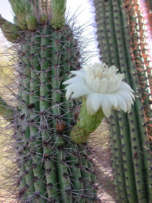 Stenocereus_thurberi-flower.jpg