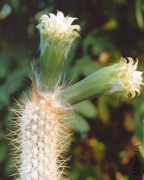 Stephanocereus Leucostele.jpg