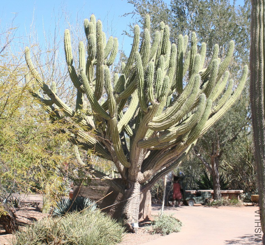 Stetsonia_coryne_-_Desert_Botanical_Garden.jpg
