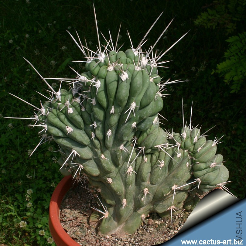 Stetsonia_coryne_cristata_810.jpg