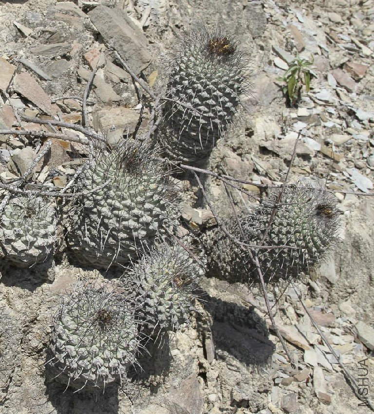 Strombocactus corregiodorae.jpg