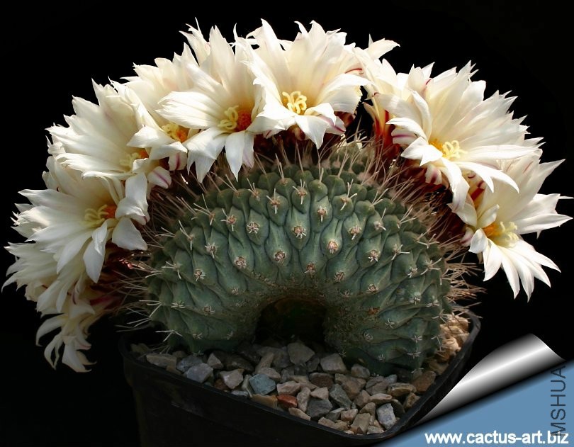 Strombocactus_disciformis_crest_810.jpg
