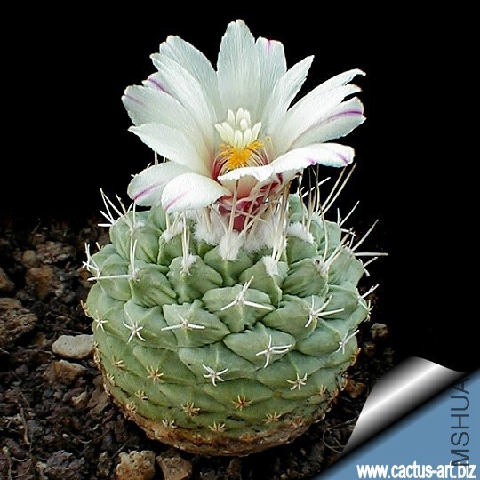 Strombocactus_disciformis_first_flower_540.jpg