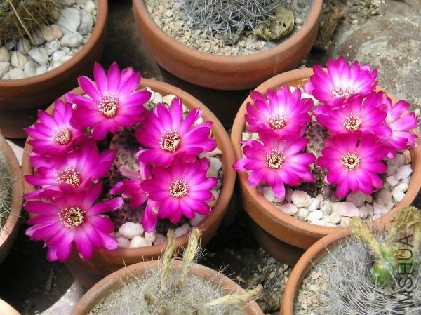 178_Sulcorebutia_rauschii_4_25_10_1.jpg