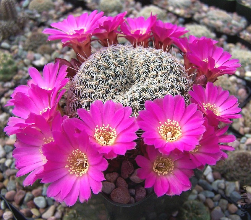 Sulcorebutia Sp_HS13 Aiquile.jpg