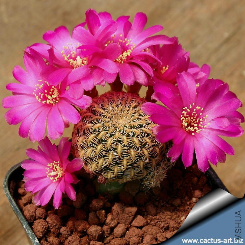 Sulcorebutia_augustinii_HS152_flower_810.jpg