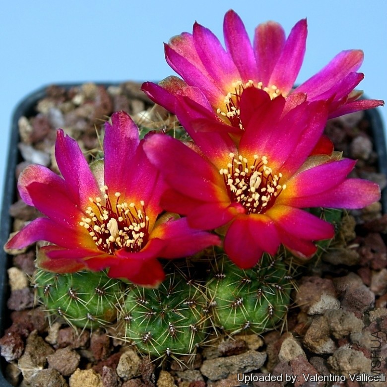 Sulcorebutia_callecallensis_8992_l.jpg