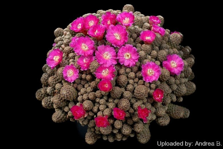 Sulcorebutia_minima_2460_l.jpg
