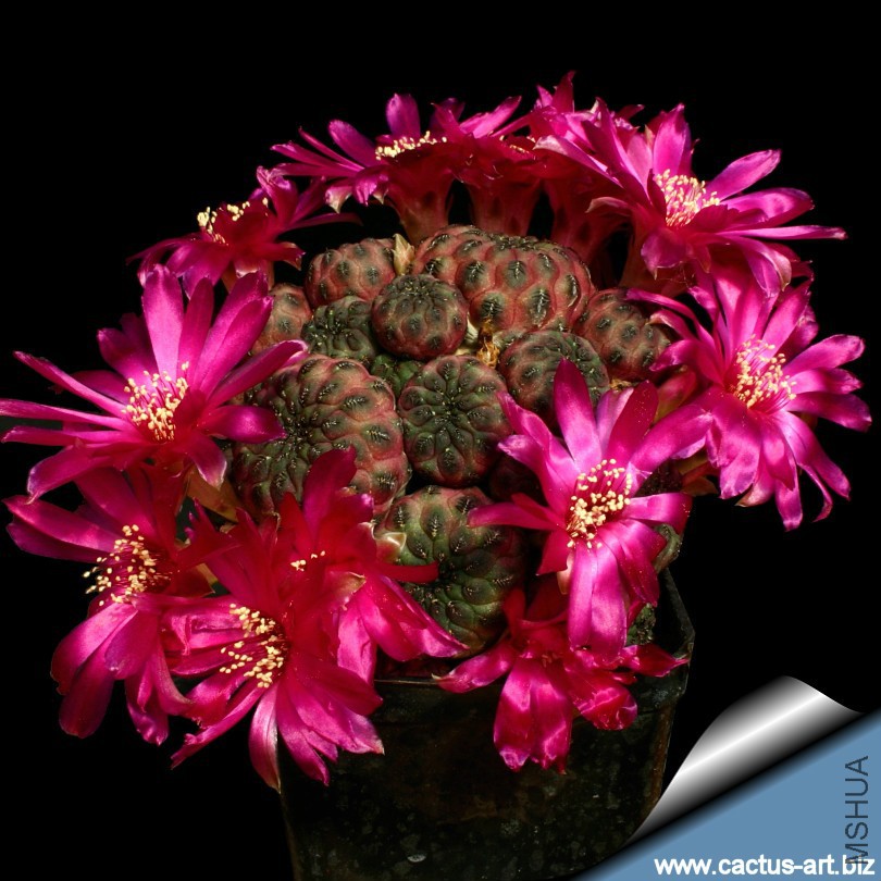 Sulcorebutia_rauschii_810.jpg