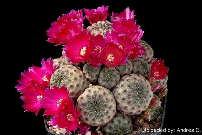 Sulcorebutia_rauschii_2483_l.jpg